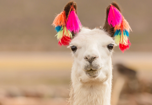 emotional support animal